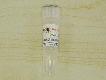 生物素标记EMSA探针－SP1 (0.2μM)